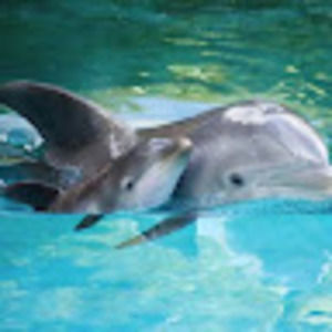 Meet your Posher, Babydolphin
